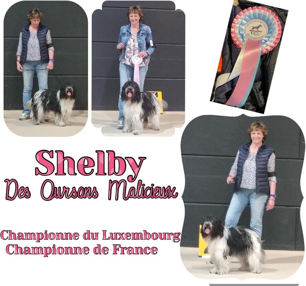 Des Oursons Malicieux - Shelby Championne du Luxembourg !!
