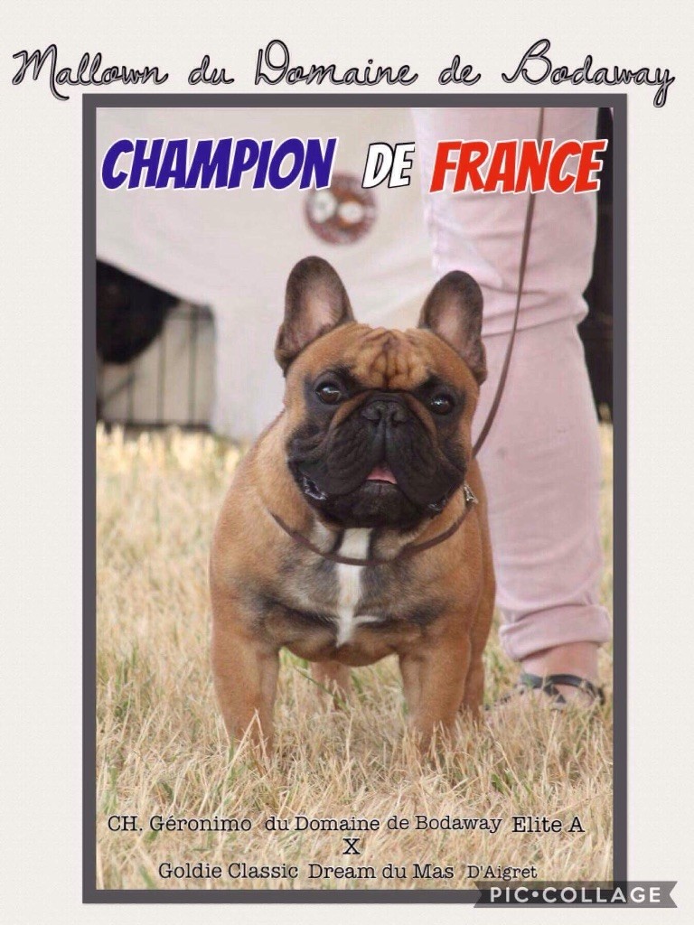 Des Oursons Malicieux - Mallown Champion de France!!!