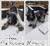  - Potter découvre la neige à son tour !!