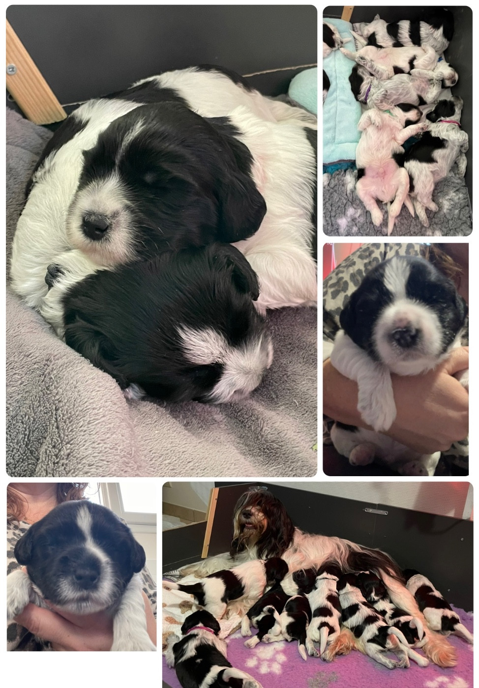 Naissance chiots Schapendoes