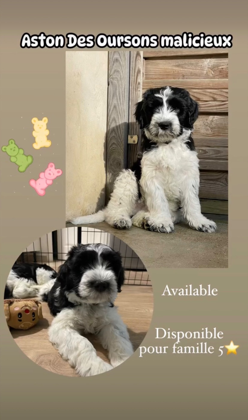 2 adorables chiots Schapendoes mâles disponibles