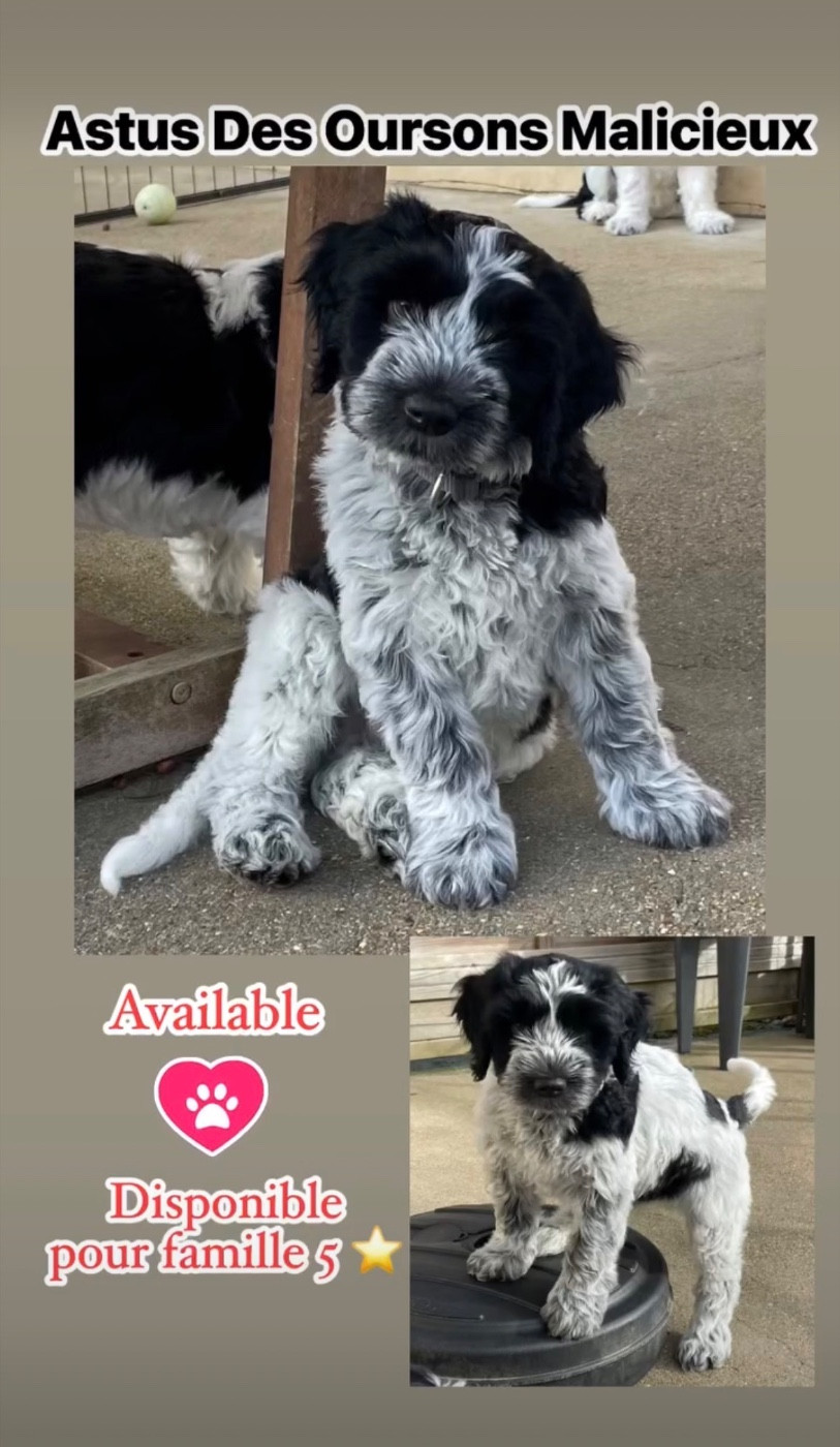 Chiots schapendoes disponibles