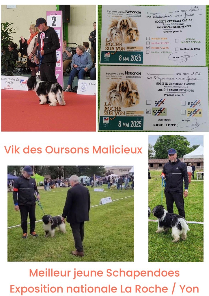 Des Oursons Malicieux - 1er concours de beauté pour Vik 