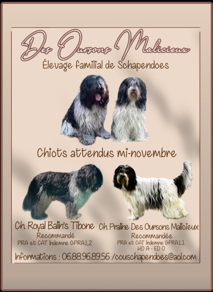 Des Oursons Malicieux - Chiots Schapendoes attendus prochainement !!!! 