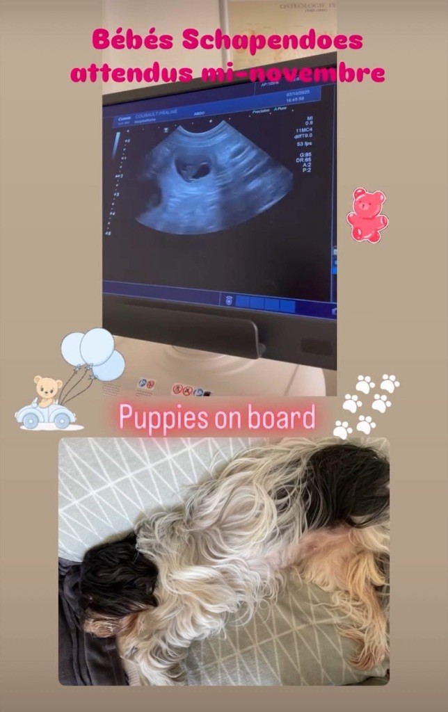 Chiots Schapendoes prochainement !!! 