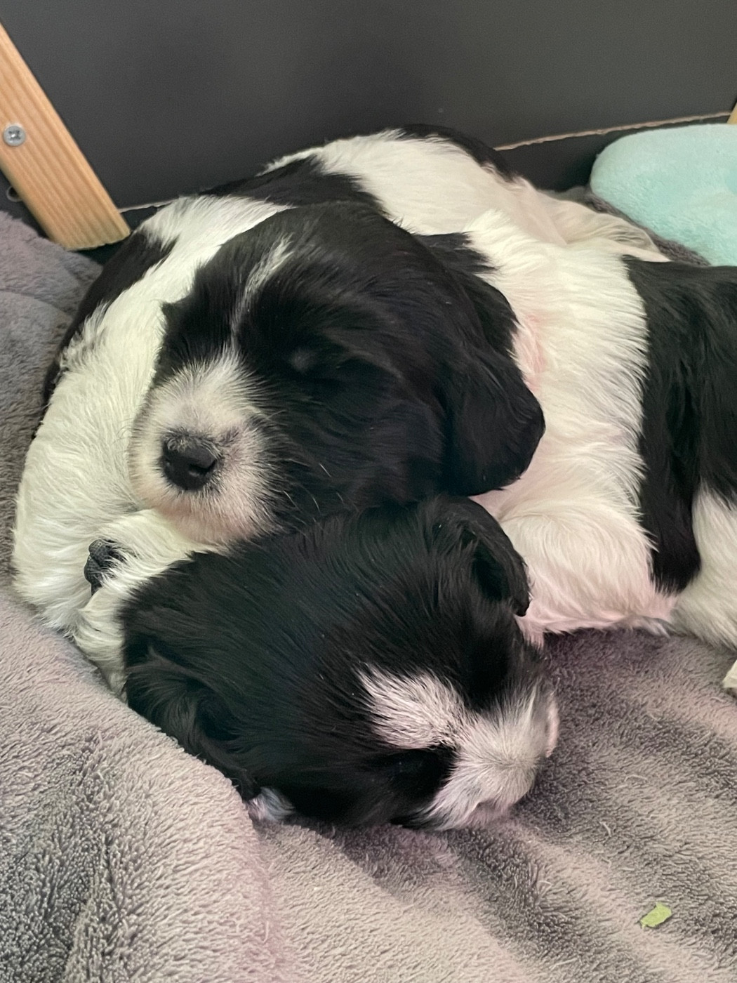 Chiots Schapendoes Praline et Tibone