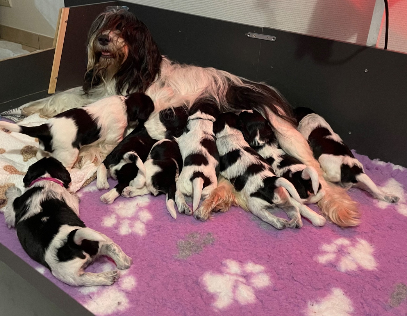 Des Oursons Malicieux - Schapendoes - Portée née le 10/11/2025